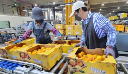 Southern resort island to export tangerines to New Zealand for first time
