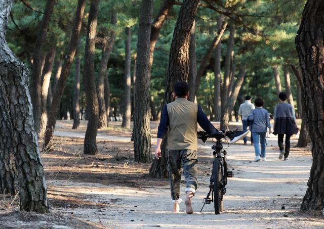 지난달 26일 강원 강릉시 송정해변 송림에서 시민들이 맨발로 걸으며 운동을 하고 있다 사진연합뉴스