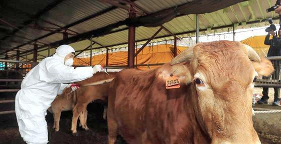 Lumpy skin disease infection case found in S. Koreas largest cattle farm central