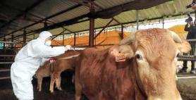 Lumpy skin disease infection case found in S. Koreas largest cattle farm central