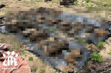 개 100여 마리 사체 무더기 발견...동물보호소, 돈 받고 암매장