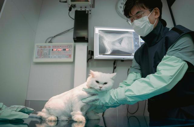 수도권 소재 동물병원에서 수의사가 엑스칼리버를 활용해 고양이의 엑스레이 사진을 판독하고 진료하는 모습 사진SK텔레콤