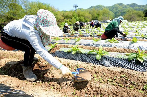Lao động nước ngoài đang thực hiện công việc nông nghiệp tại một trang trại thuốc lá ở Oeum-ri Gandong-myeon Hwacheon-gun Gangwon-do ẢnhHwacheon-gun