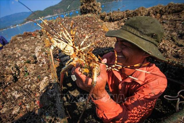닌투언성 판랑-탑짬시 해역에서 잡히고 있는 랍스터 종 사진베트남통신사