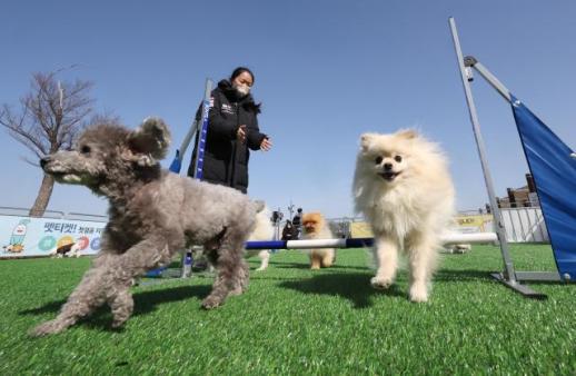 Seoul-Ulsan train tour program for pet dogs to be operated for Christmas