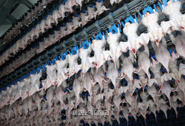 하림 닭고기가 기계에 매달려 에어칠링을 과정을 거치고 있는 모습 사진김아령 기자