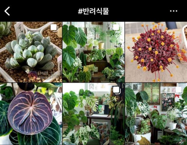 当绿植成为伴侣 韩国MZ一代争当"植物管家"