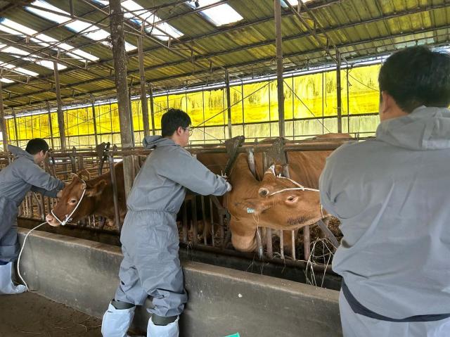 韓国の家畜市場、運営再開···「ランピースキン病拡散が落着きを見せ畜産人の集まりも許可」