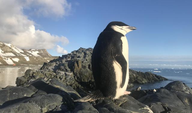 미세수면 취하고 있는 남극 킹조지섬의 턱끈펭귄 사진극지연구소 이원영 박사 제공·연합뉴스