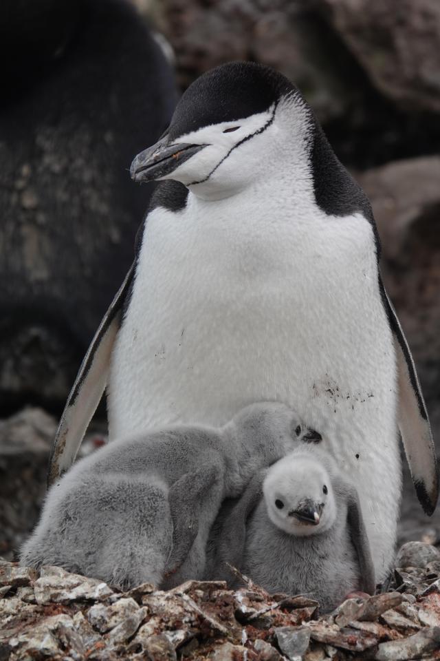 하루 1만번 이상 4초짜리 쪽잠 자며 새끼 보호하는 남극 턱끈펭귄 사진극지연구소 이원영 박사 제공·연합뉴스