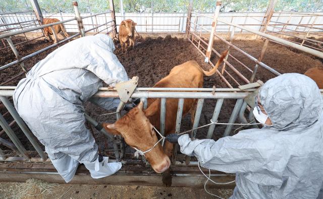 Vào ngày 111 nhân viên y tế của thành phố Gyeongsan đang tiêm vắc-xin phòng bệnh da nổi cục tại một chuồng chăn nuôi trên địa bàn tỉnh ẢnhYonhap News