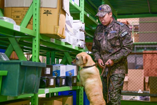 Một trung sĩ thuộc Lực lượng Không quân Hàn Quốc đang huấn luyện cho DinDin 4 tuổi giống Retriever một chú chó quân sự phát hiện ma túy Ảnh chụp vào ngày 3122023