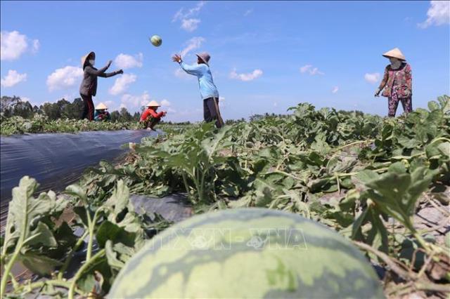 수박을 수확하는 베트남 농민들 사진베트남통신사