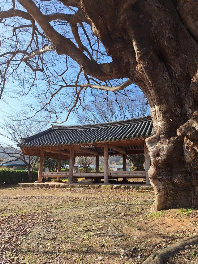 쌍계정 옆에 있는 고목 수령이 7백년이 넘는다