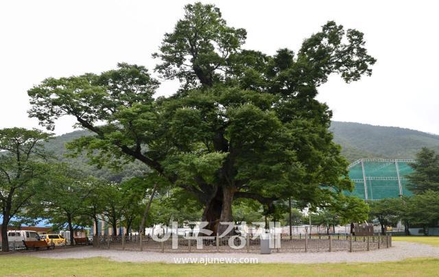 도계 긴잎느티나무사진삼척시