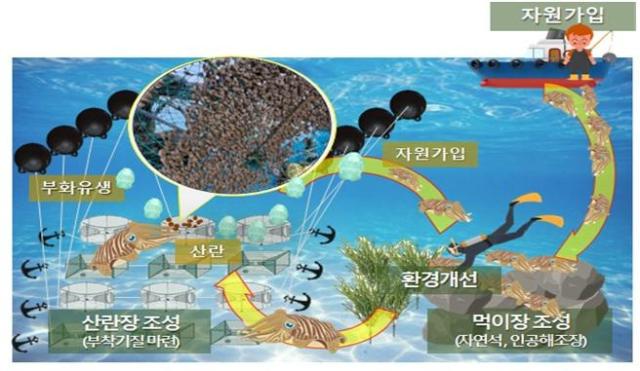 갑오징어 산란서식장사진군산시