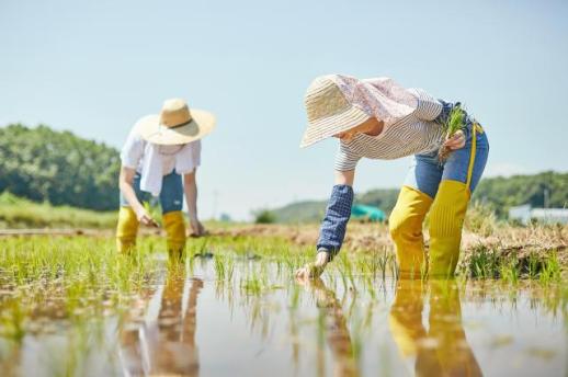韩国农业人力短缺 政府计划扩大外籍劳工规模至6.2万人
