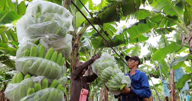 베트남 벤째성에서 바나나를 재배하는 농민 사진베트남통신사