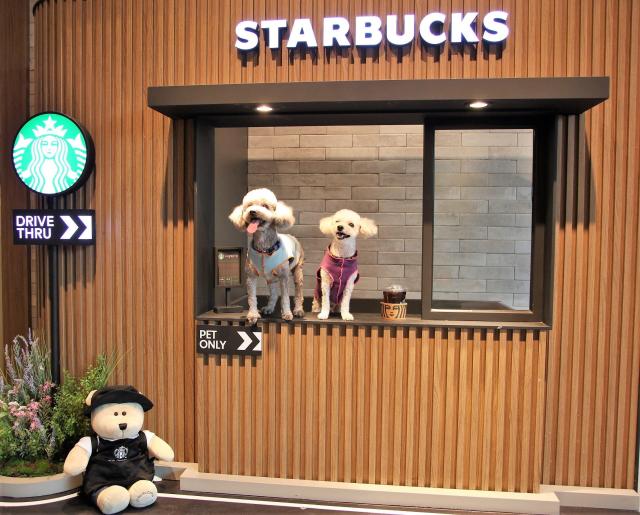 스타벅스의 첫 반려동물 동반 매장‘구리갈매DT점에 방문한 반려견의 모습 사진스타벅스코리아