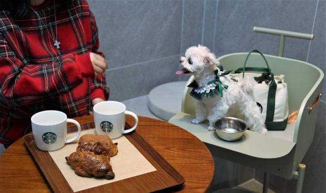 스타벅스 코리아가 반려동물과 함께 휴식을 즐길 수 있는 반려동물 동반 매장 ‘구리갈매DT점’을 오픈했다 사진스타벅스 코리아
