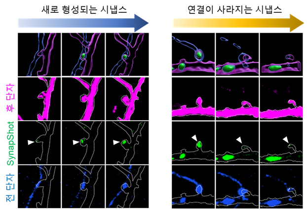 시간이 지남에 따라 새로 형성되거나 사라지는 시냅스 관찰 사진KAIST