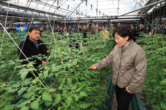  송미령 농식품부 장관은 2일 충남 부여의 방울토마토 시설 재배 농가를 방문해 작황을 살펴보고 있다사진농식품부