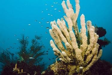 팔라완 오키카와 마루 난파선 속 산호 사진필리핀관광청