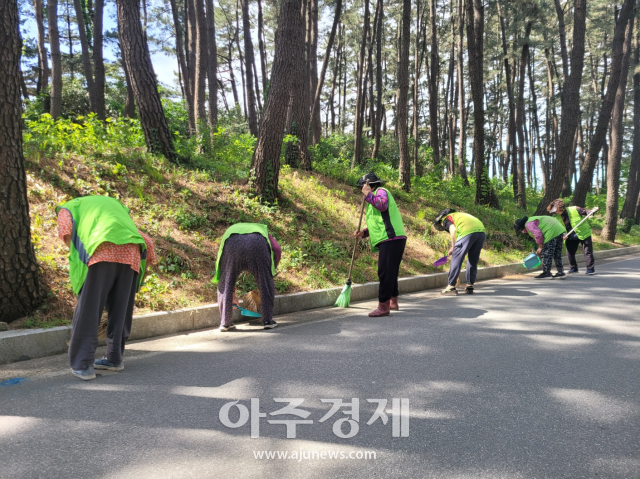 양양군 노인일자리 활동 사진사진양양군