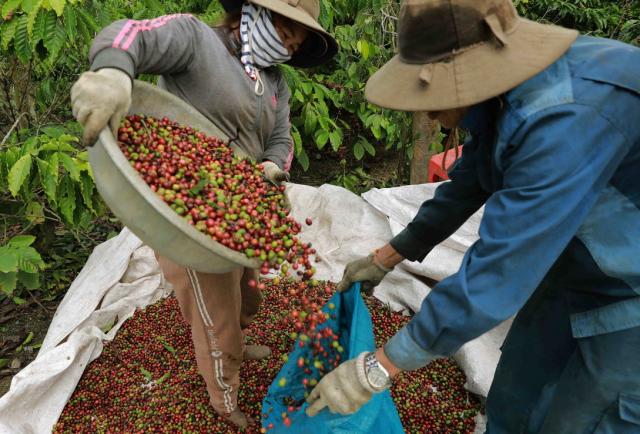 커피를 수확하는 농민들 사진베트남통신사