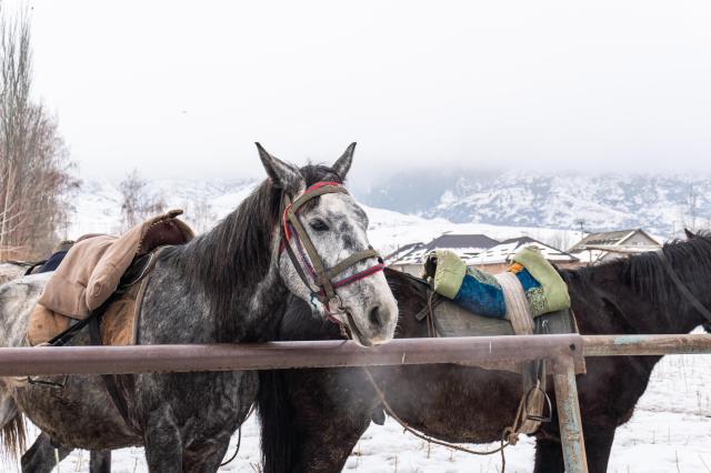 키르기스스탄 전통 문양의 옷을 입고 있는 말들이 우리 일행을 기다리고 있다 사진김다이 기자