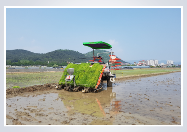 경남 김해시는 오는 31일까지 2024년 쌀 경쟁력 제고사업 신청을 받는다 사진김해시