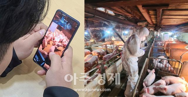 달성군 공수의로 위촉된 수의사가 경북 영덕 ASF 발생농장과 관련되어 이동 제한 중인 달성군의 돼지농장 돼지를 임상검사하고 있는 장면이다 사진대구시