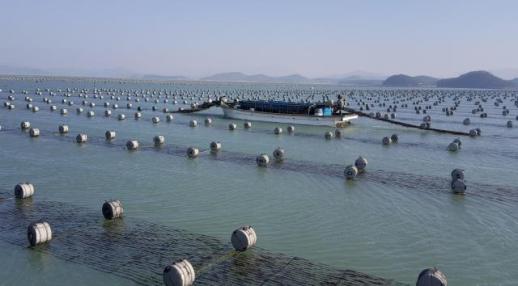 전남 물김 위판액 넉 달 만에 3000억원 역대 최대