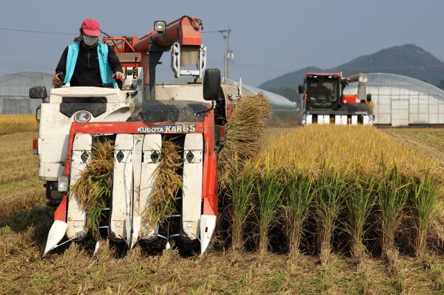 농민들이 콤바인으로 벼를 수확하고 있다 사진연합뉴스