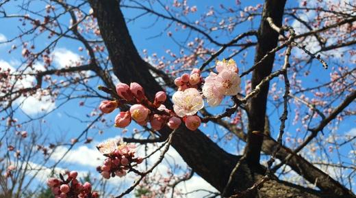 【亚洲人之声】 春天——新生的季节 充满希望与挑战
