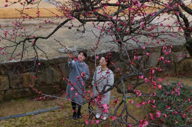 우수雨水를 하루 앞 둔 지난 18일 전남 강진군 성전면 천년고찰 무위사국보 제13호에 홍매화가 활짝 피어 봄 소식을 전하고 있다사진강진군