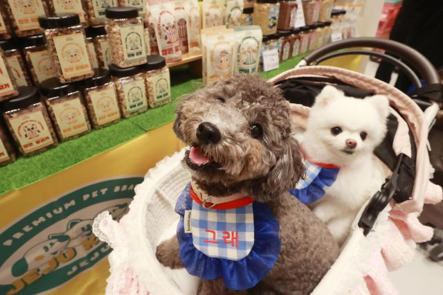 子供の代わりに犬を飼う韓国···「ペットファム族」急増にペットケア市場急成長