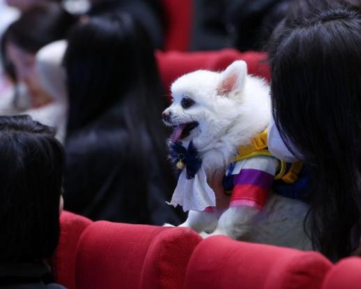 “狗经济”正火韩国宠物市场快速扩张 