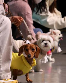 S. Koreas pet care market grows 5.6% to $2.4 billion in 2023: report