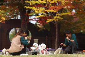 Thị trường thú cưng tại Hàn Quốc tăng trưởng "chóng mặt" do nhiều người chọn nuôi thú cưng thay vì sinh con