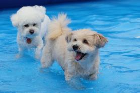 Number of accumulated pet insurance contracts increases by 51.7% on-year in 2023