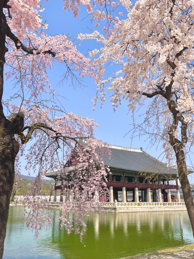 벚꽃 핀 서울 경복궁 풍경 사진한국관광공사 트래블리더 14기 송예지