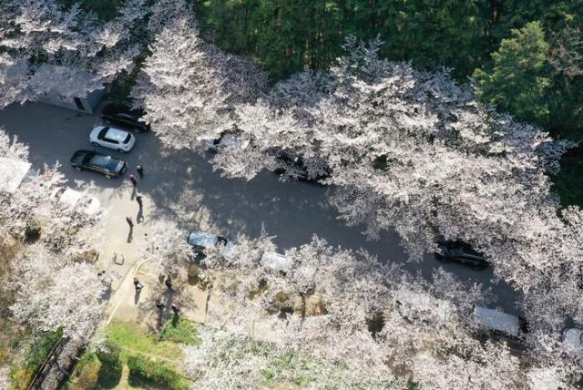 광주 북구 운암동 중외공원에서 시민들이 벚꽃길을 거닐고 있다사진연합뉴스
