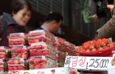 3월에도 金딸기 이어진다...농경연 일조량 부족으로 높은 가격 지속 