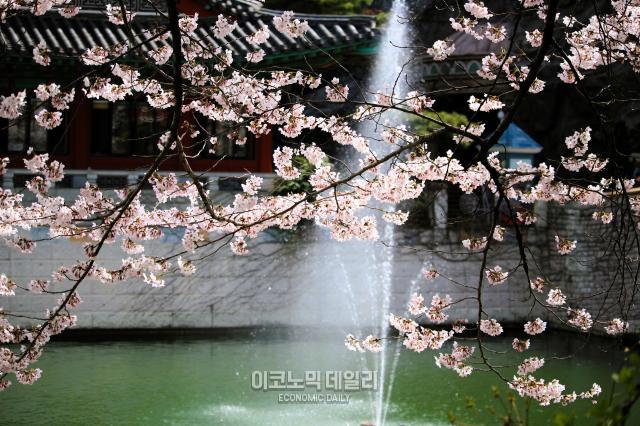 석촌호수 동호 중앙에 있는 롯데월드 식당가 건물과 분수를 배경으로 벚꽃이 피어 있다 사진성상영 기자
