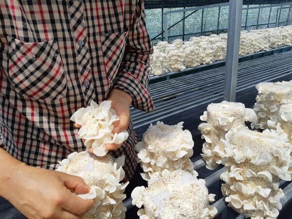 언니네텃밭 버섯누룽지 생산 모습 사진언니네텃밭