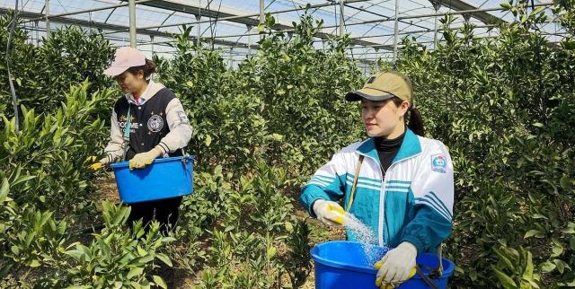 Lao động thời vụ Việt Nam đang rải phân bón cho vườn quýt ẢnhYonhap News