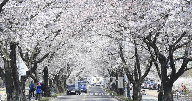 대구시 달성군 옥포읍번영회는 오는 23일부터 24일까지 ‘제10회 옥포 벚꽃 축제’를 개최한다 사진대구달성군