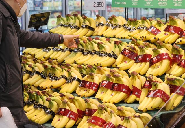 21일 농림축산식품부는 가격이 폭등한 과일 수요를 대체하기 위해 한국농수산식품유통공사aT를 통해 직수입한 오렌지 바나나 등 수입 과일을 이날부터 대형마트에 공급한다고 밝혔다