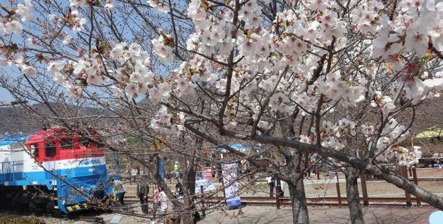 국내 최대 봄꽃 축제인 진해군항제가 열리는 23일 경남 창원시 진해구 경화역공원에서 관광객이 벚꽃을 배경으로 촬영하고 있다 사진연합뉴스